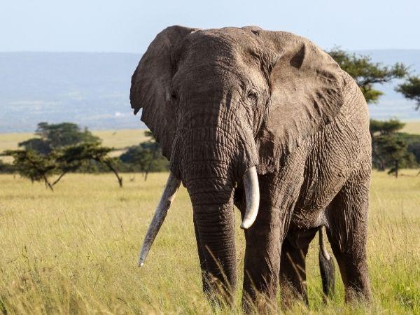 Masai Mara and Mauritius family holiday