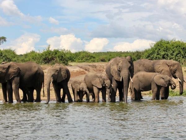 Western Uganda wildlife tour
