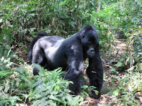 Western Uganda wildlife tour