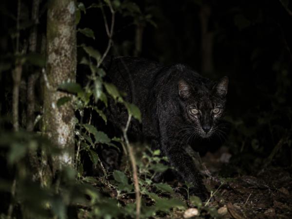 African Golden Cat expedition in Uganda