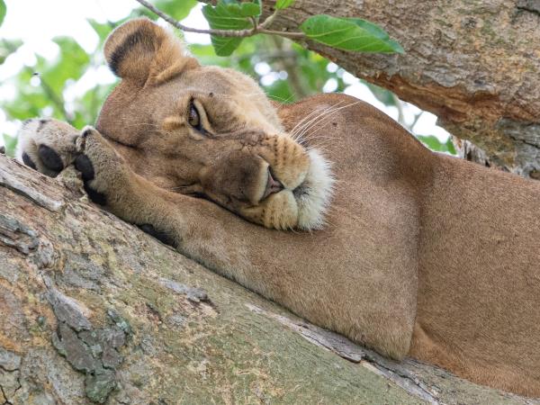 African Golden Cat expedition in Uganda