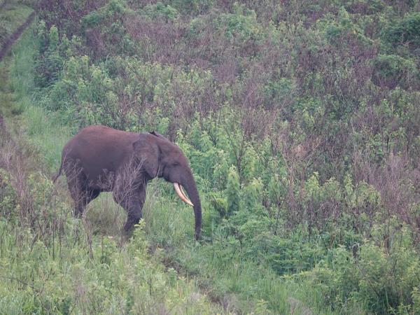 African Golden Cat expedition in Uganda