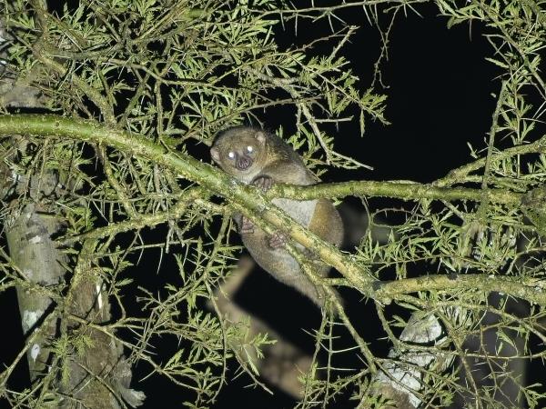 African Golden Cat expedition in Uganda