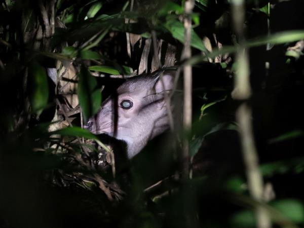 African Golden Cat expedition in Uganda