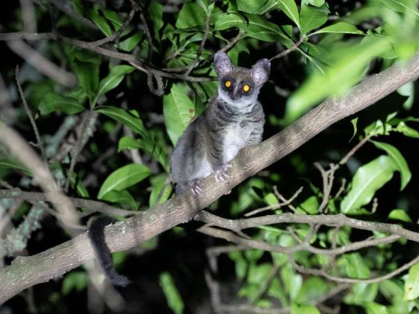African Golden Cat expedition in Uganda