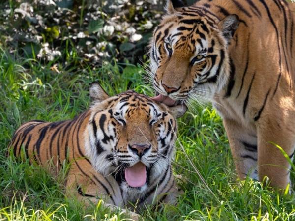 Volunteering in Thailand, wildlife rescue centre