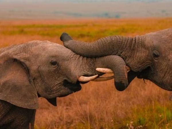 Kenya safari and beach tour