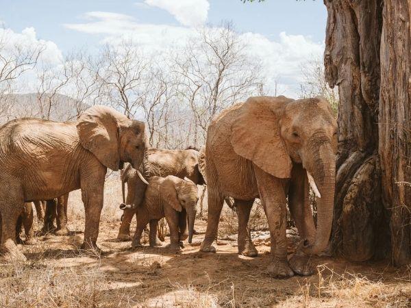Tanzania safari and Zanzibar beach holiday