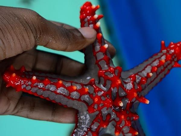 Tanzania safari and Zanzibar beach holiday