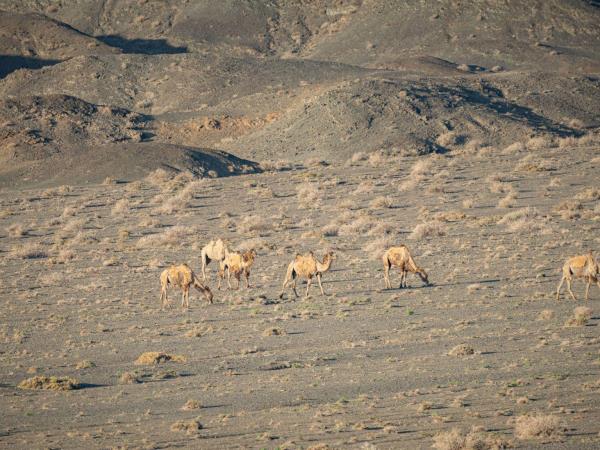 Mongolia desert mammal tour