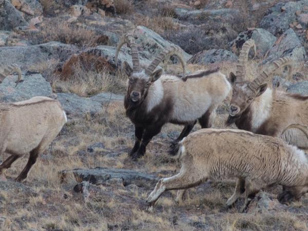 Mongolia desert mammal tour
