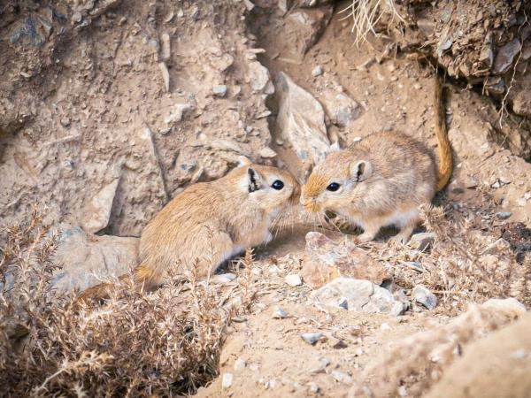 Mongolia desert mammal tour
