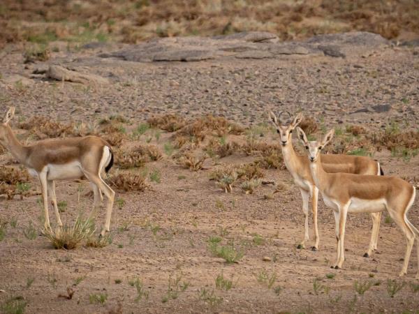 Mongolia desert mammal tour