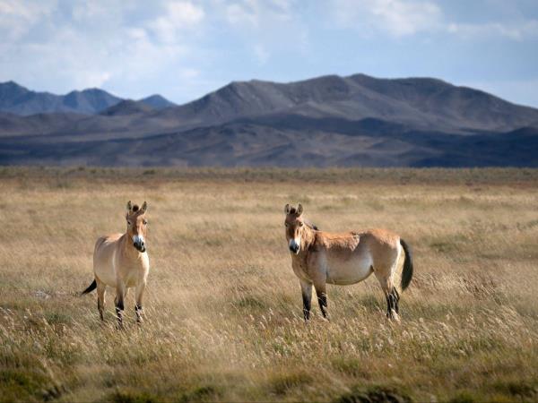 Mongolia desert mammal tour