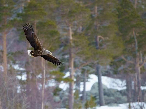 Sweden winter wildlife short break