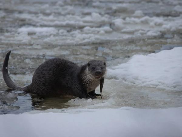 Sweden winter wildlife short break