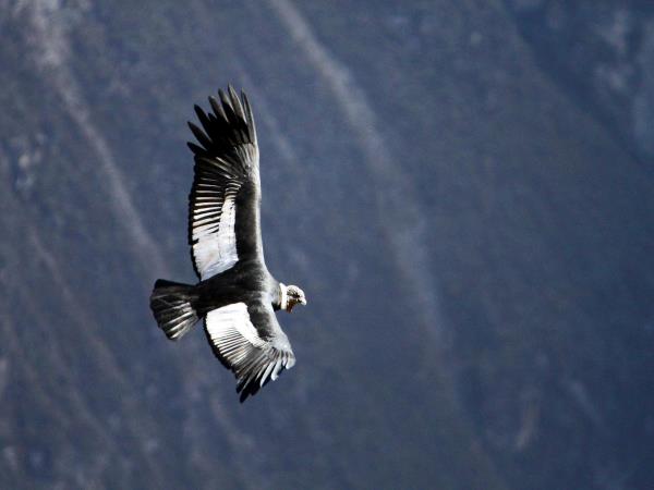 Andean culture & history holiday in Peru