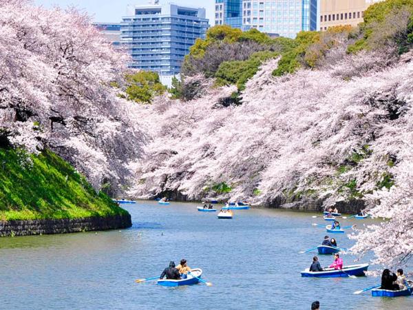Japan cherry blossom holiday