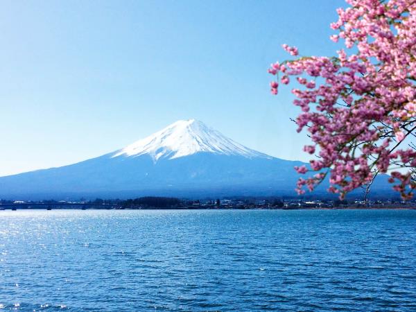 Japan cherry blossom holiday