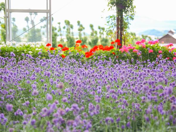 Hokkaido summer holiday in Japan