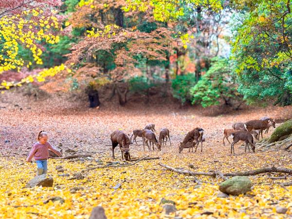 Family holiday to Japan, tailor made