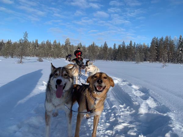 Christmas or New Year 2026  in Lapland