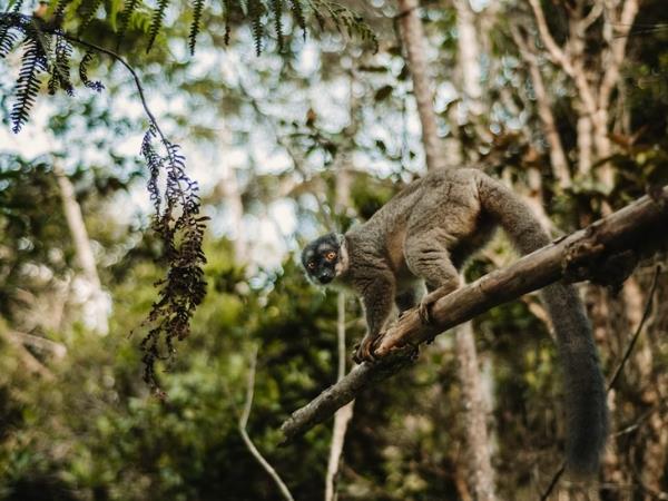 Madagascar wildlife and beach tour