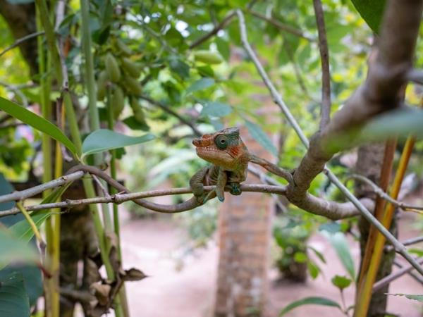 Madagascar wildlife and beach tour