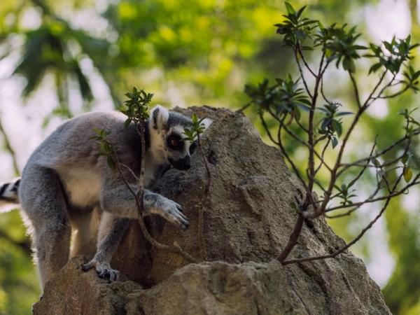 Madagascar wildlife and beach tour