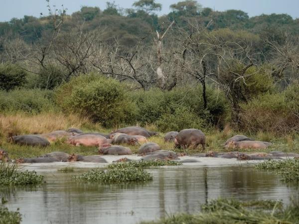 Uganda ultimate wildlife tour, tailor made