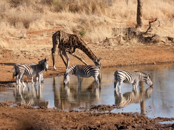 South Africa safari and Mauritius beach holiday