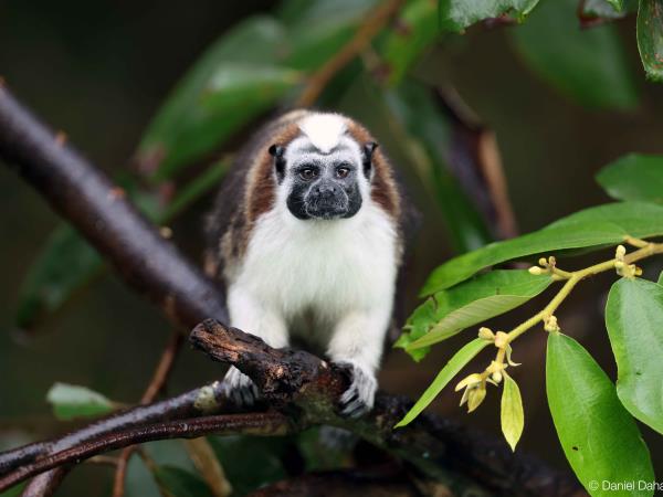 Panama wildlife holiday
