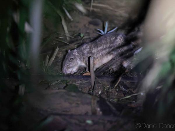 Panama wildlife holiday