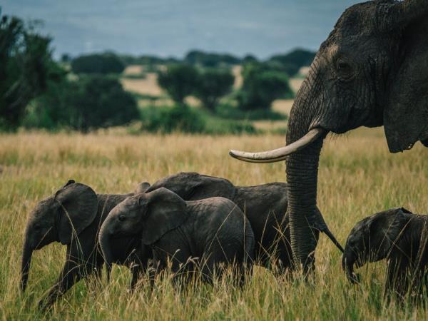 Women only gorilla trekking safari in Uganda