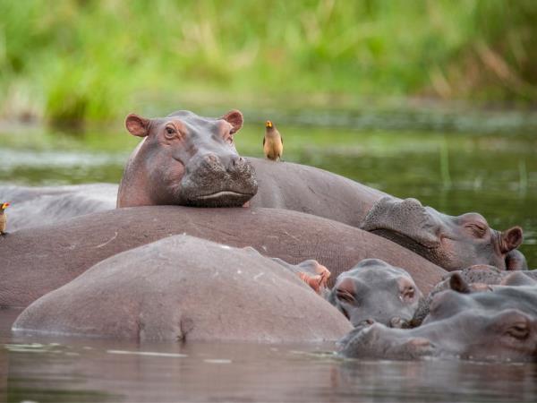 Women only gorilla trekking safari in Uganda