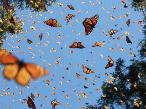 Monarch Butterfly tour, private departure