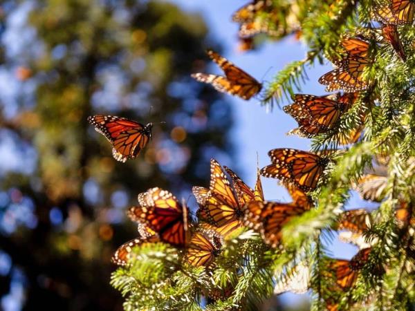 Monarch Butterfly tour, private departure
