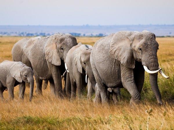 Kenya safari and Zanzibar beach holiday