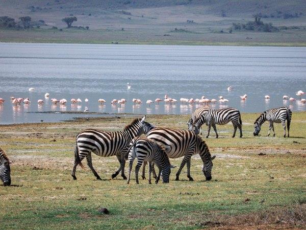 Northern Tanzania safari and Zanzibar beach holiday
