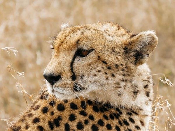 Northern Tanzania safari and Zanzibar beach holiday