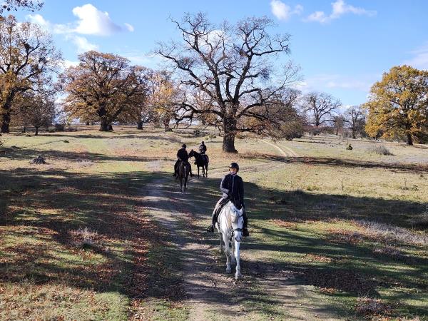 Carpathia horse riding holiday in Romania