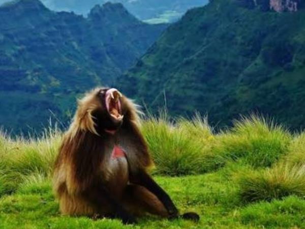 Northern Ethiopia, Simien Mountains and Harar tour
