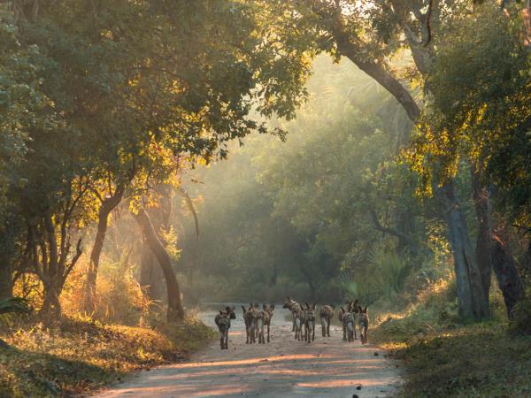 Mozambique safari holiday