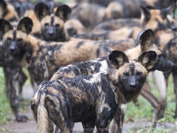 Mozambique safari holiday