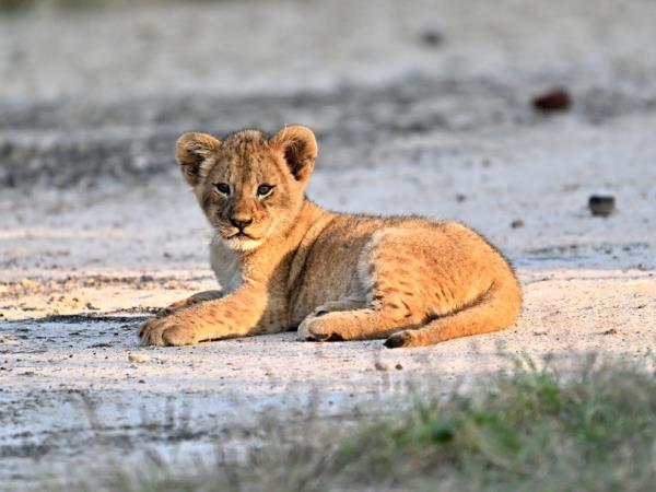Mozambique safari holiday