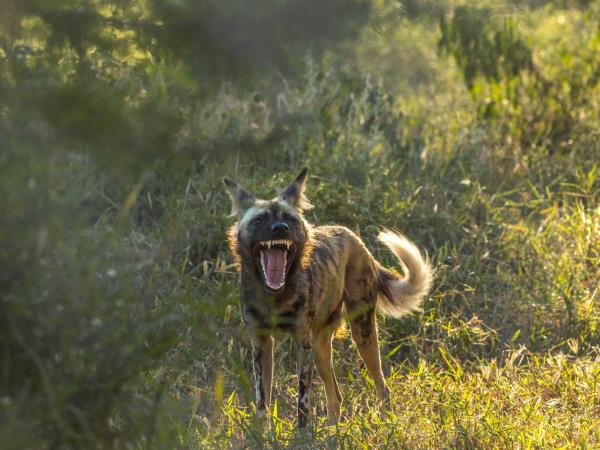 Mozambique safari holiday