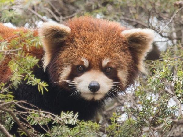 China wildlife holiday