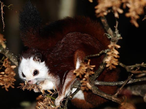 China wildlife holiday