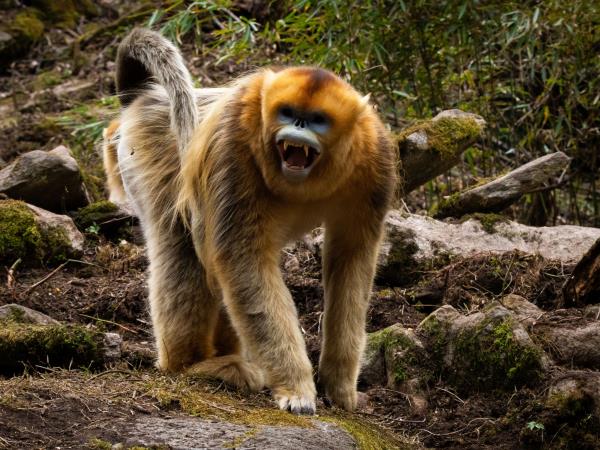 China wildlife holiday