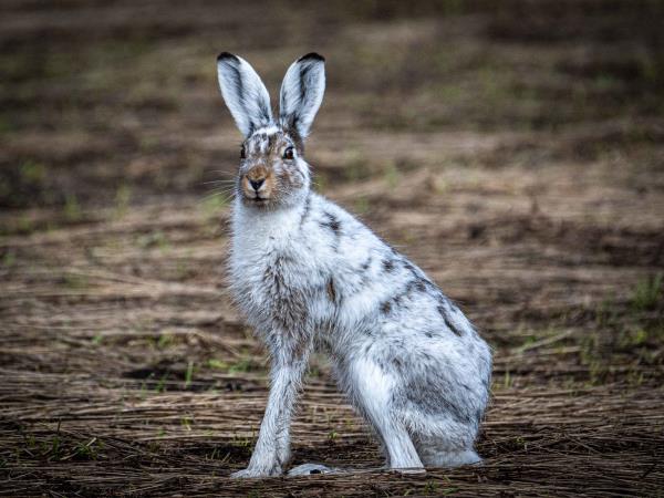 Eurasian Lynx tour of Estonia